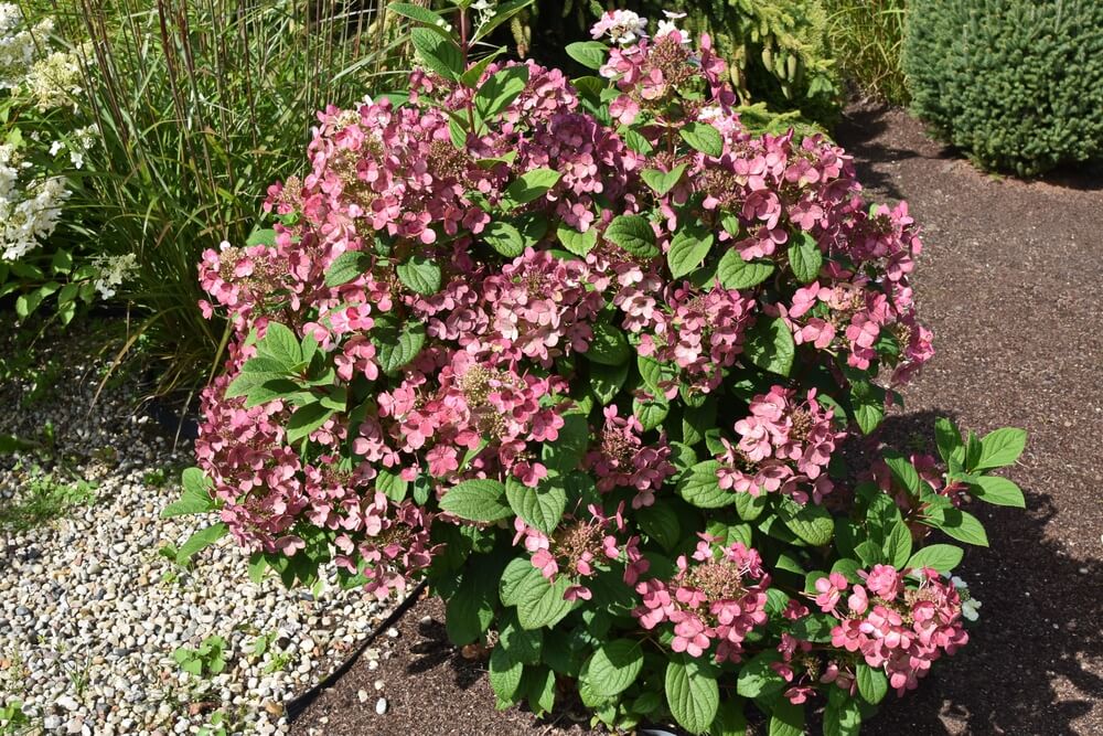 Beautiful hydrangea paniculata little quick fire shrub with lovely pink flowers.