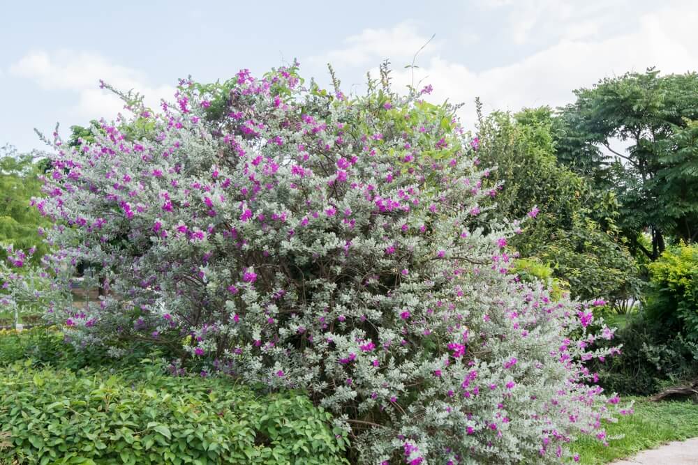 Beautiful purple sage also known as Leucophyllum frutescens with gorgeous blooms.