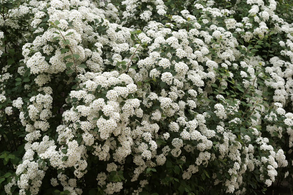 Beautiful swan lake spirea shrub with gorgeous white flowers.