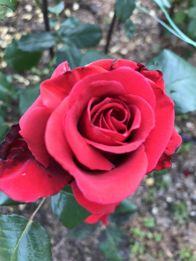 Beautiful velvet fragrance rose with red blooms.