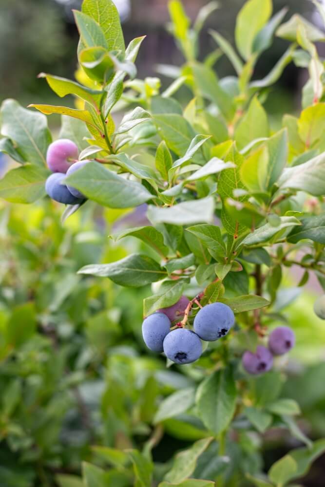Blue and purplish blueberries growing on a lovely green shrub.