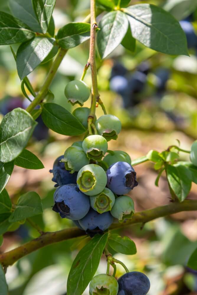 Blue huckleberry bush with yummy clusters of ripening blueberries.