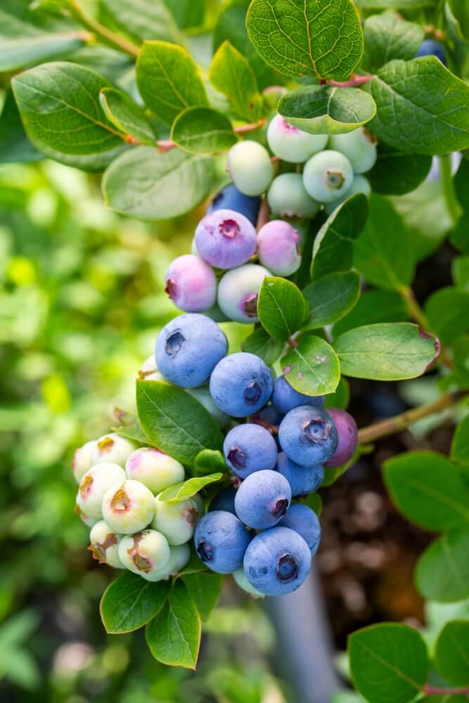 Blueberry shrub with many ripe fruits during harvest season.