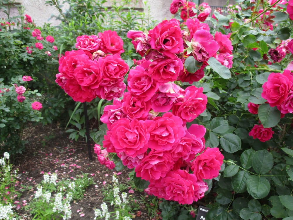 Bright pink Knockout roses growing in a Denver botanic garden.
