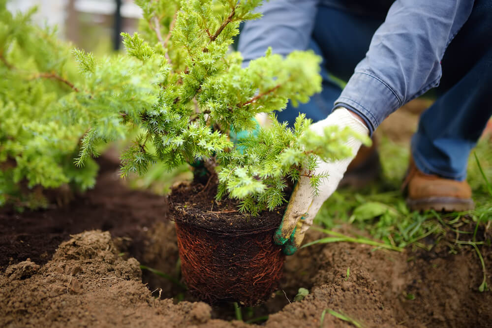 Carefully planting juniper plants in the autumn garden.