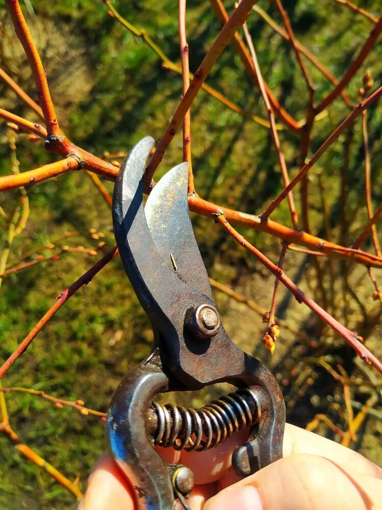 Carefully pruning blueberry bushes in spring.