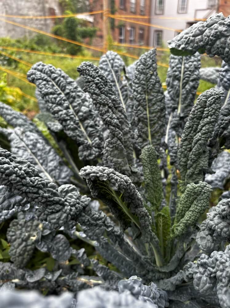 Dark green dino kale growing in an urban garden.