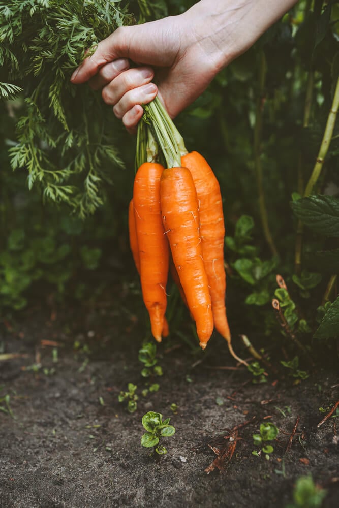 Delicious orange carrots freshly harvested from the garden.