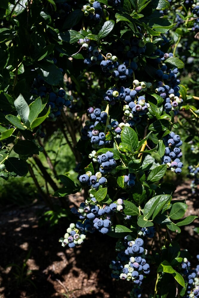 Duke blueberries growing in the garden.