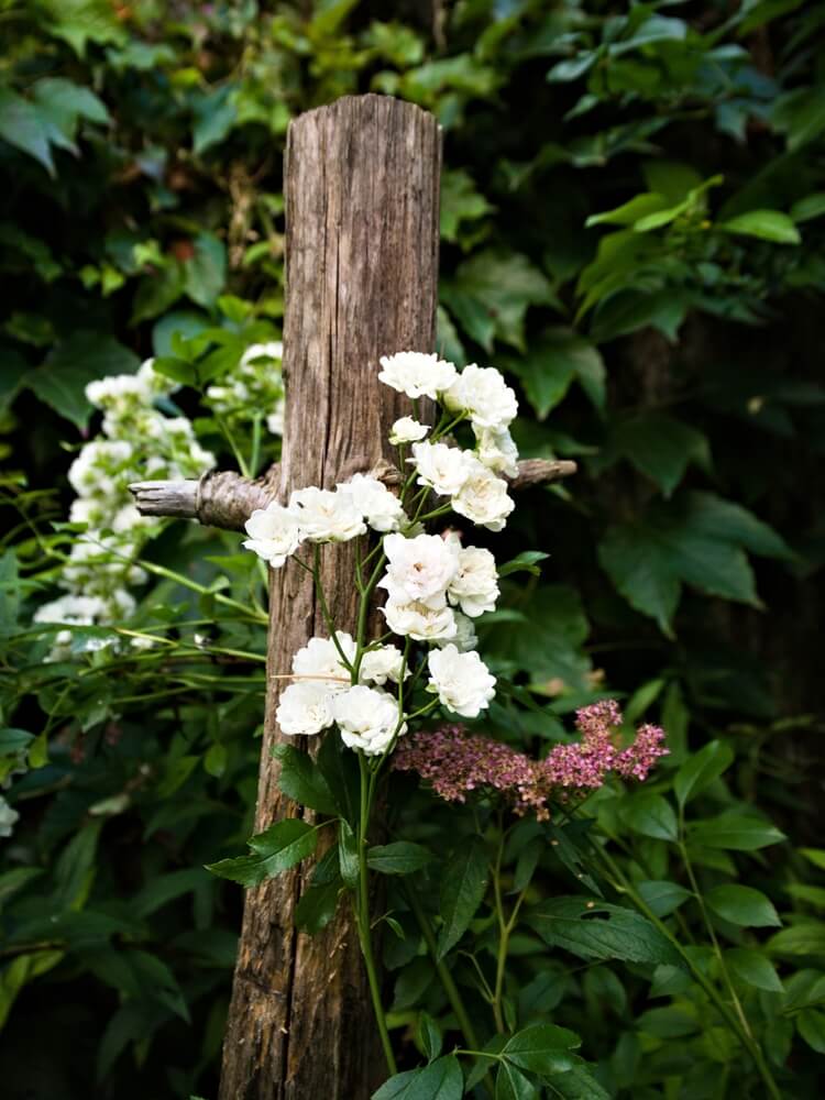 Epic crystal fairy rose flowers climbing a rustic wooden post in the garden.
