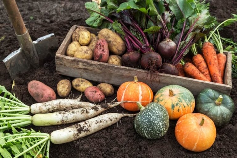 Fall harvest of fresh raw carrot and beetroot with pumpkin and daikon radish.