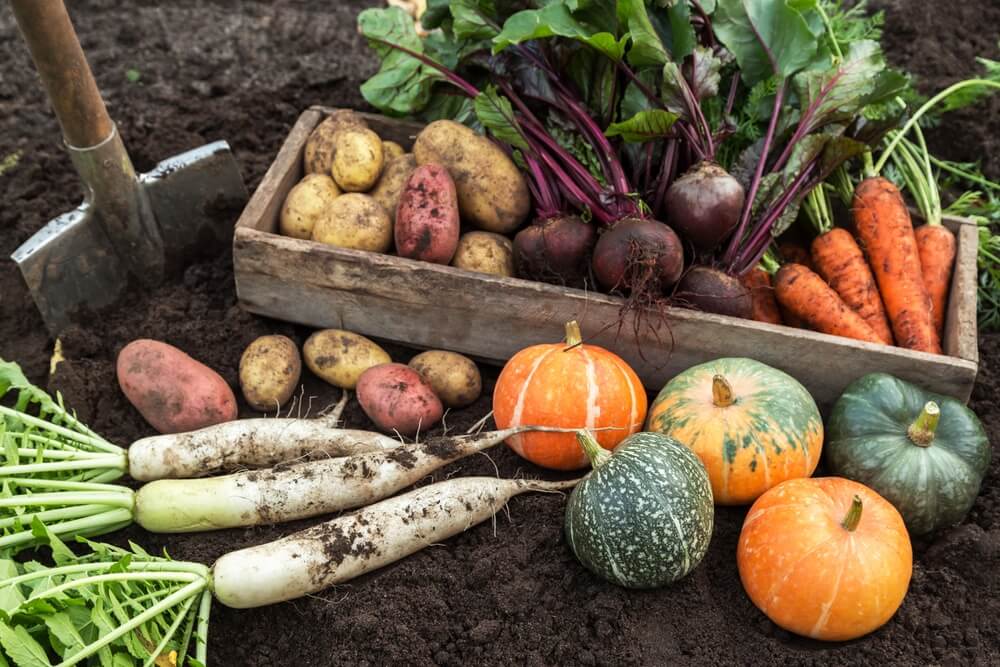 Fall harvest of fresh raw carrot and beetroot with pumpkin and daikon radish.