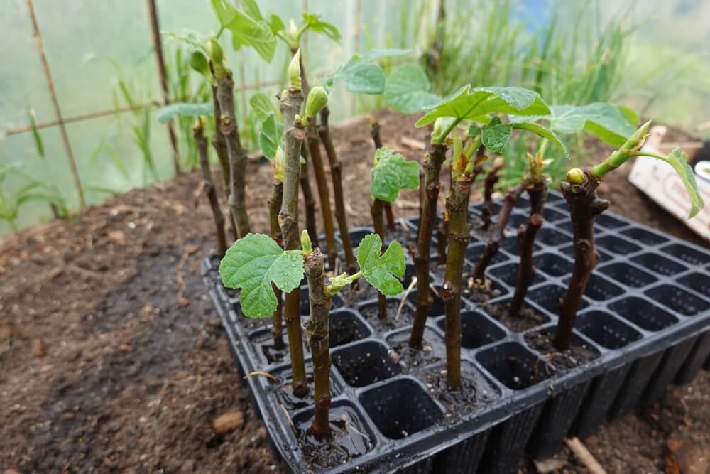 Fig tree cuttings growing in small plastic trays.