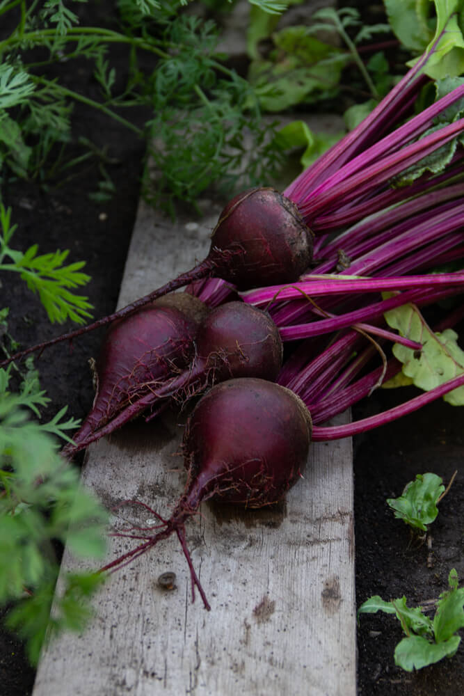 Fresh beets harvested from the garden.