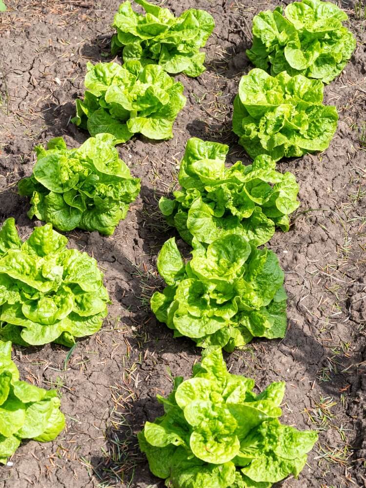 Fresh green lettuce growing in the backyard garden.