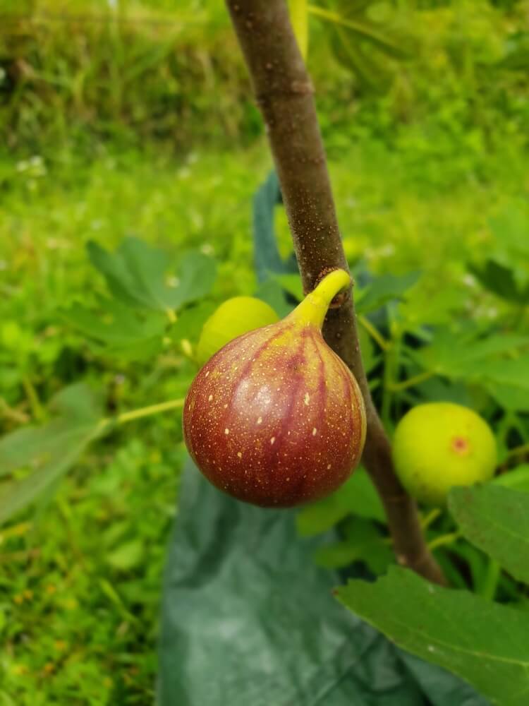 Fresh Kadota figs growing on a small tree.