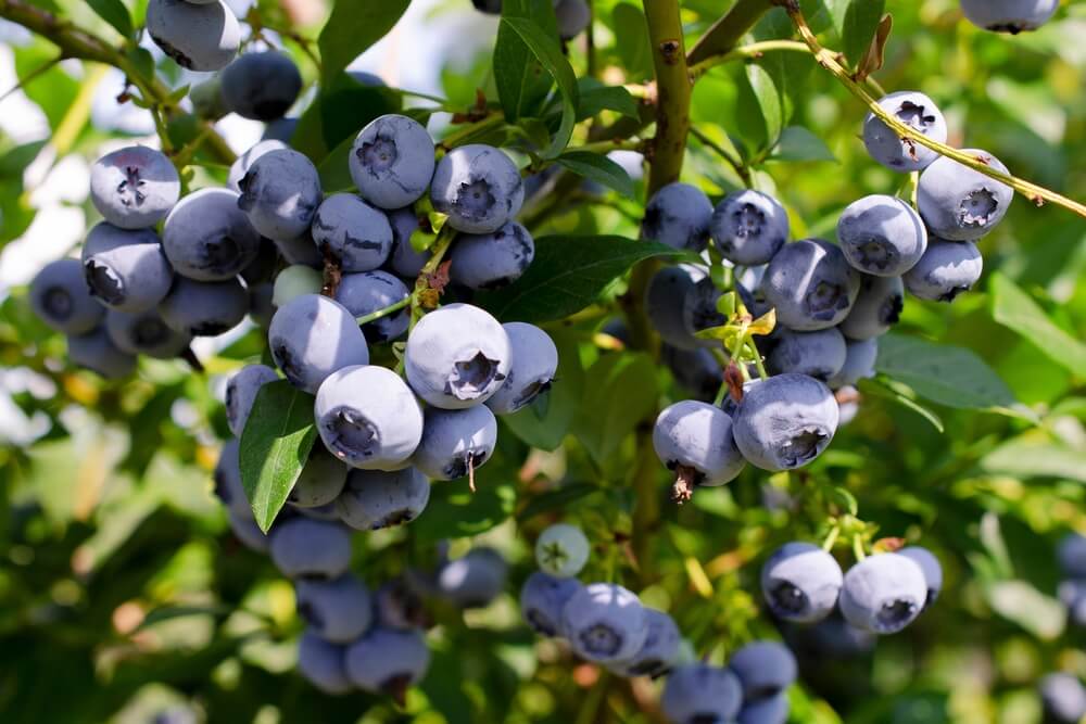 Fresh organic blueberries growing on the bush.