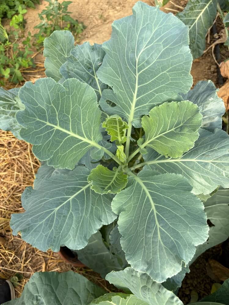 Fresh organic collard greens growing in the garden.