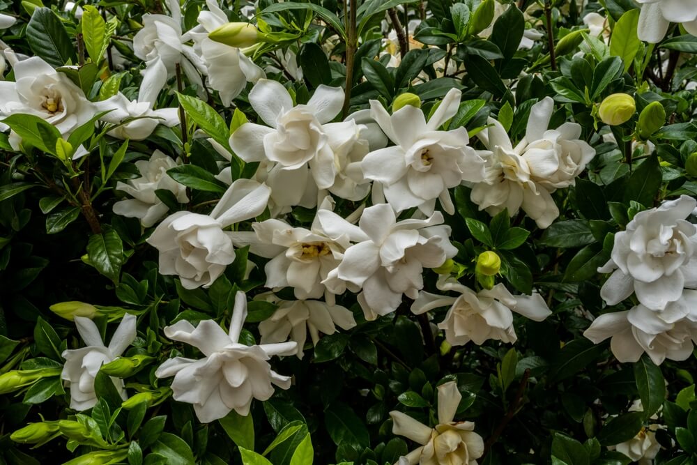 Gardenia with lovely white flowers growing in a summer garden.
