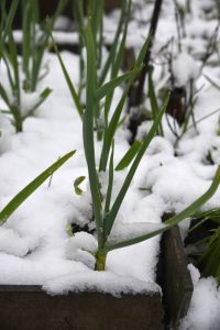 15 Best Vegetables To Grow In October For An Epic Fall, Winter, Or ...