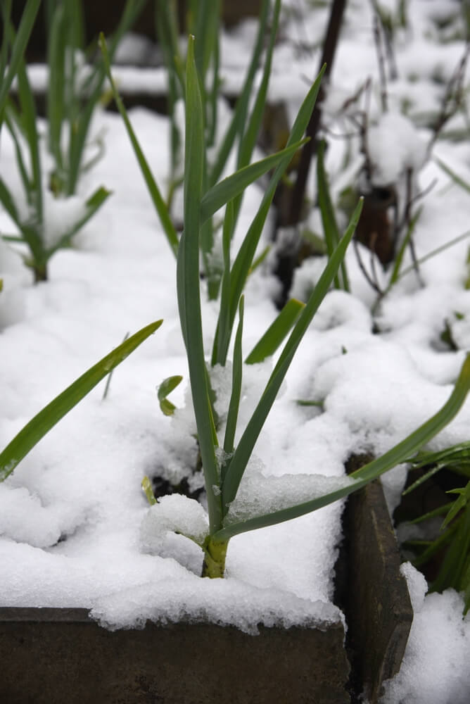 Garlic growing in the snowy spring garden.