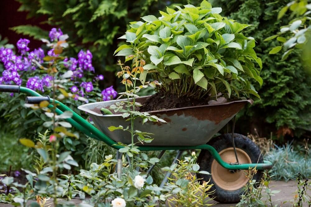 Getting ready to transplant a gorgeous hydrangea shrub in the garden.