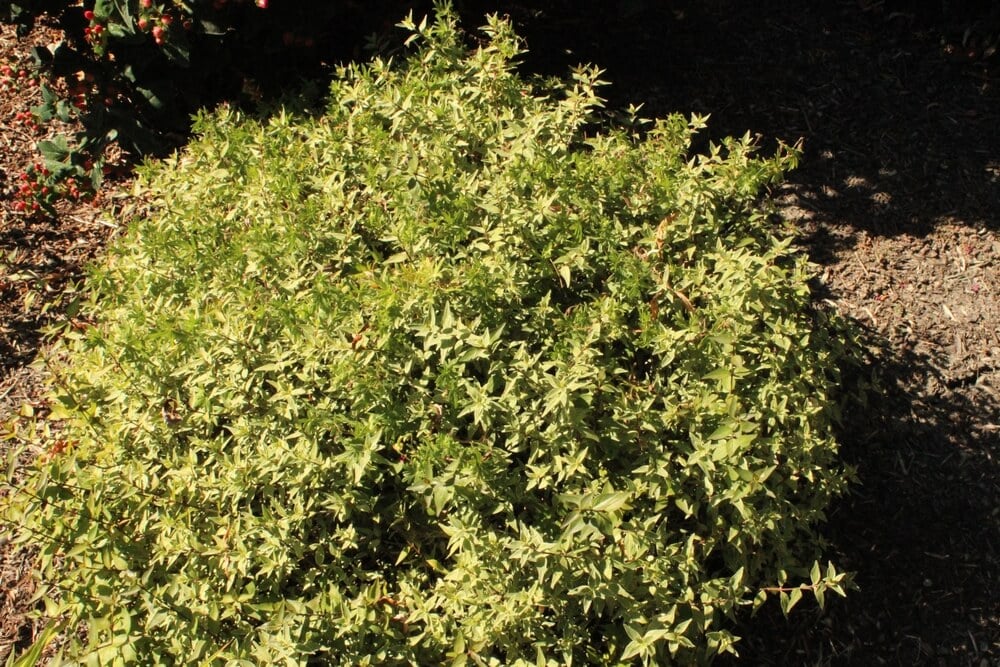 Gorgeous Abelia Grandiflora shrub with lovely green leaves.