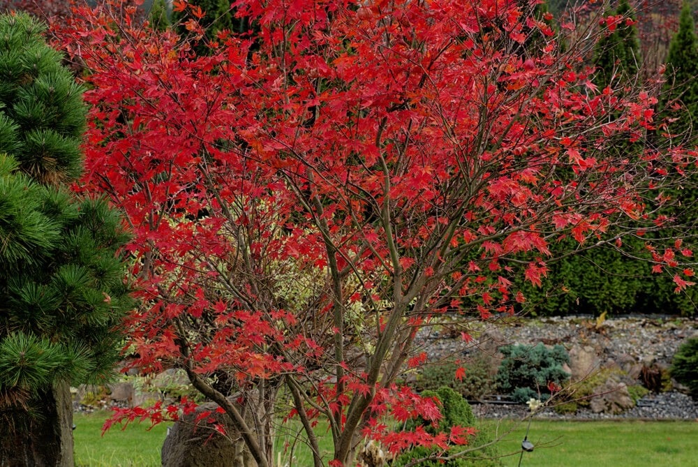 Gorgeous acer palmatum bloodgood Japanese maple tree growing in the yard.