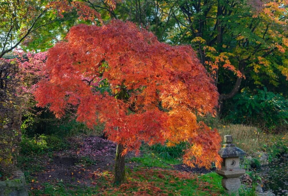 Gorgeous autumn coloring of a Japanese maple tree growing in the garden.