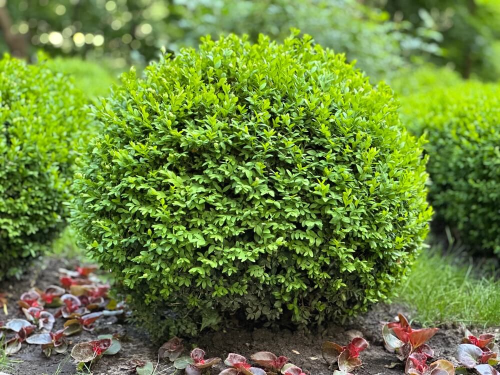 Gorgeous boxwood shrub with a lovely round shape growing in the garden.
