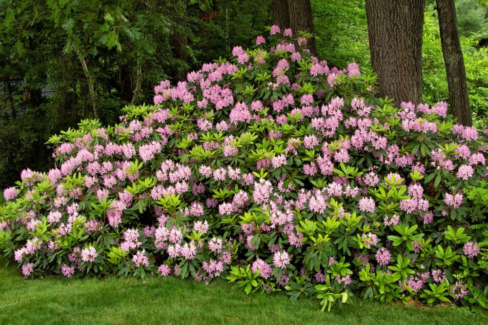Gorgeous evergreen rhododendron shrub blooming with lovely pink flower clusters.