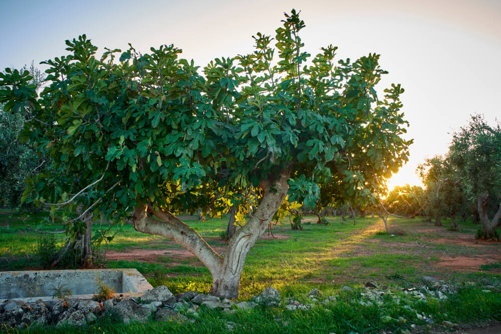 Gorgeous fig tree growing under a lovely Italian sunset.