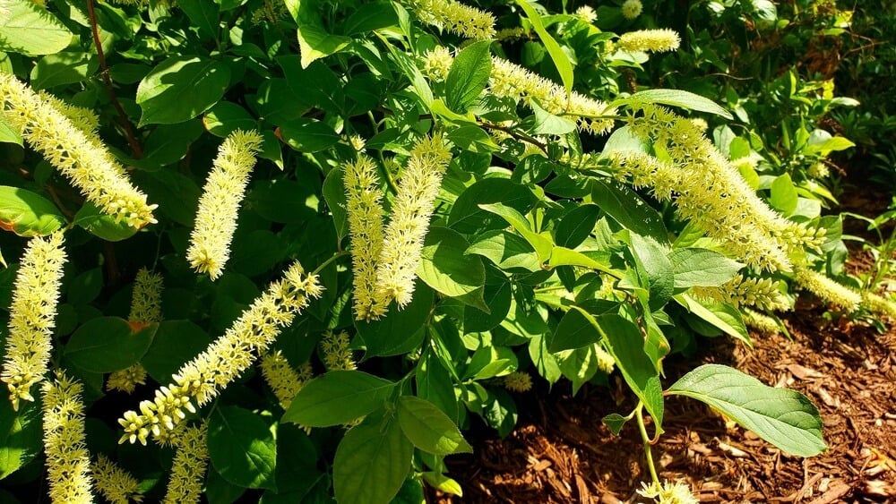 Gorgeous Itea Virginica shrub growing in a wooded area.