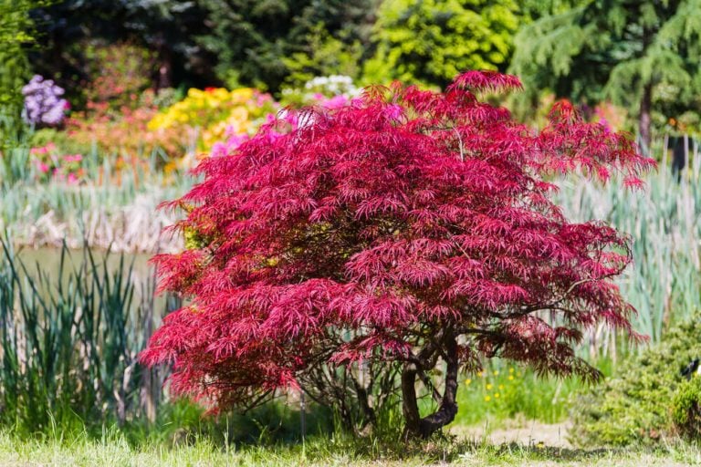 Gorgeous Japanese fire bush orangeola acer palmatum maple tree.