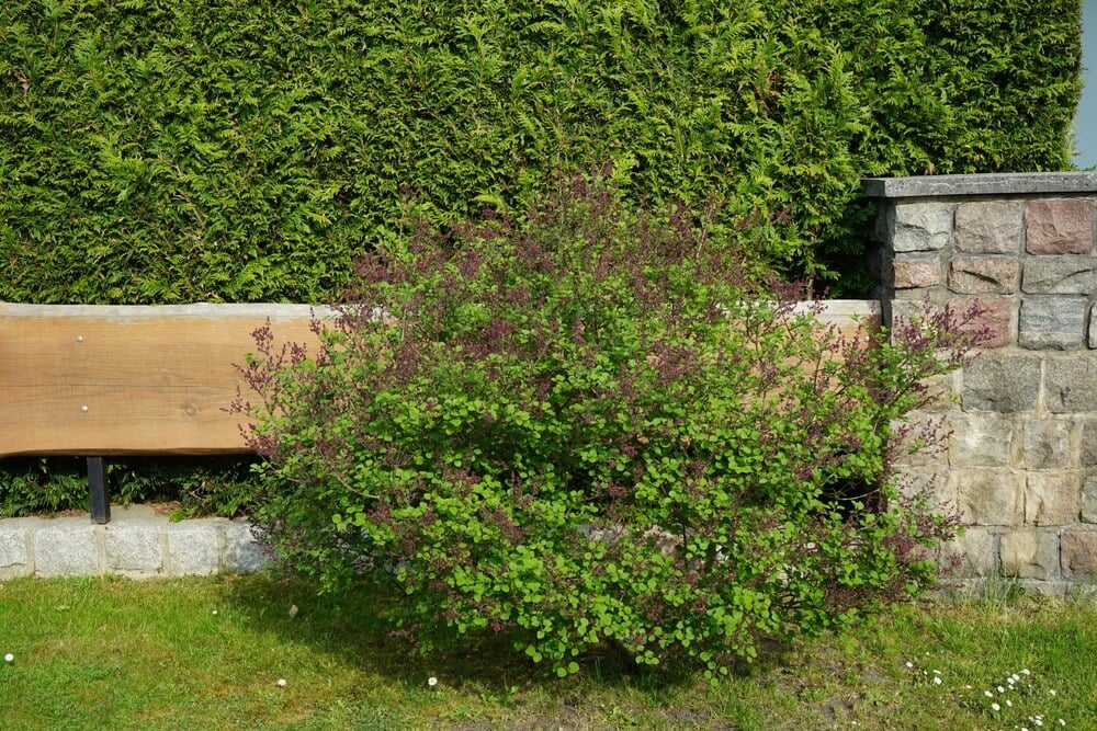 Gorgeous Lilac Syringa bush blooming in a spring garden.