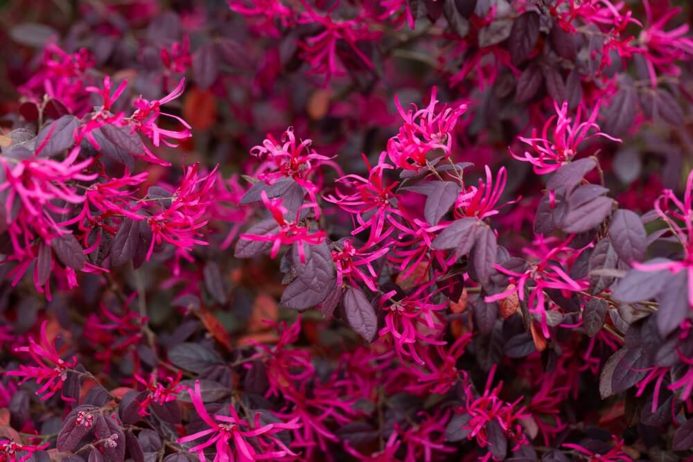 Gorgeous Loropetalum with deep pink and purple flowers.