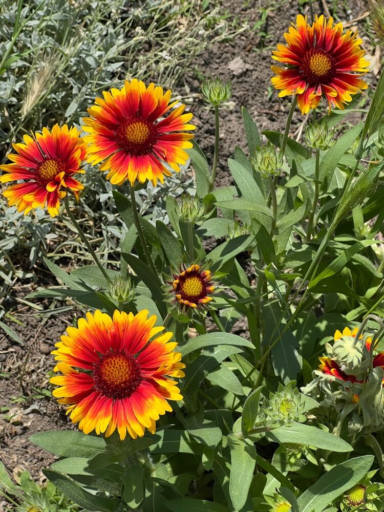 Gorgeous orange and yellow gaillardia blanket flower growing in the garden.
