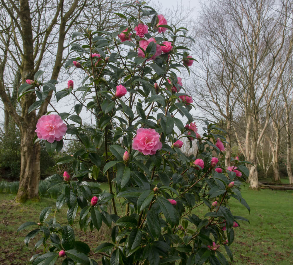 Gorgeous pink Camellia shrub growing in a woodland garden in rural England.