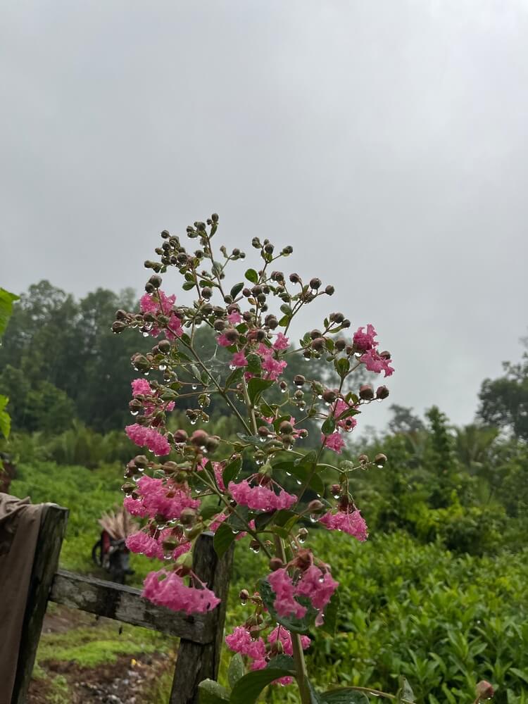 Gorgeous pink crepe myrtle flowers growing in a rustic garden.