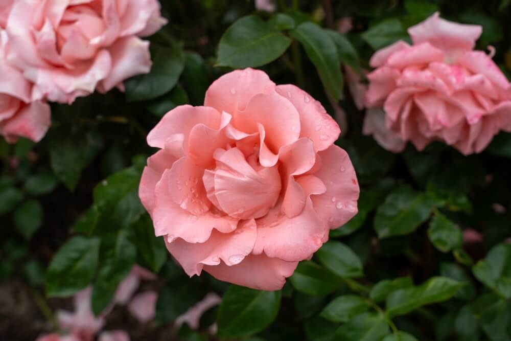 Gorgeous pink Paris de Yves Saint Laurent rose flowers growing in the garden.