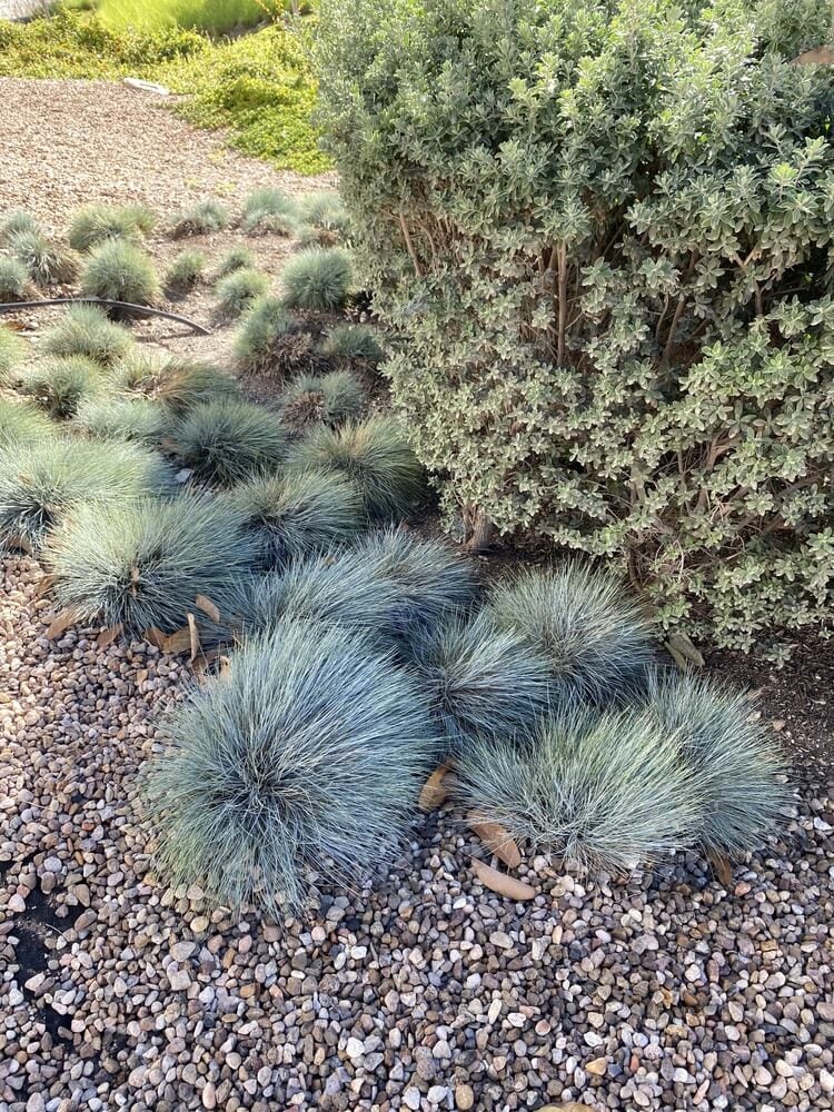 Gorgeous silver leaf bush and fescue glauca grass growing in the garden.