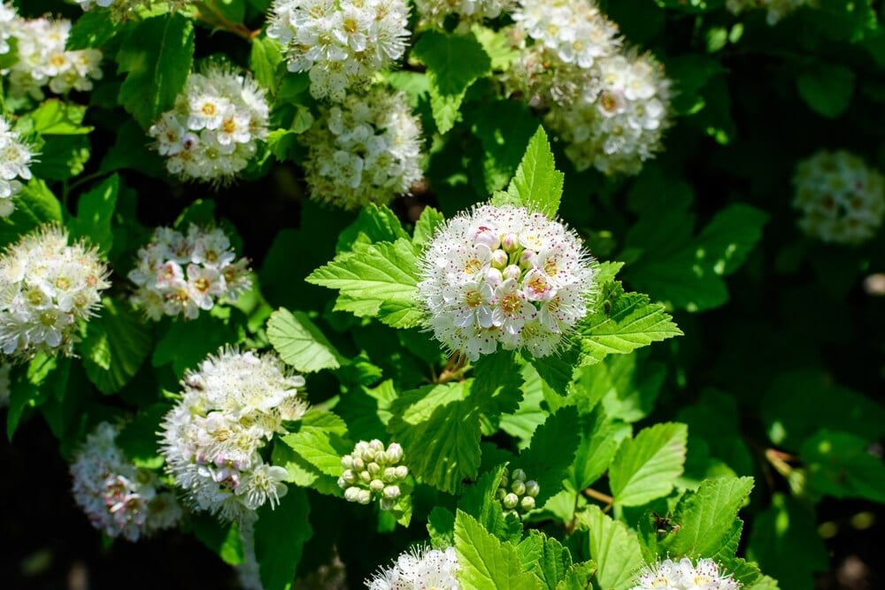 Gorgeous white flowers of Physocarpus Opulifolius shrub growing in the garden.
