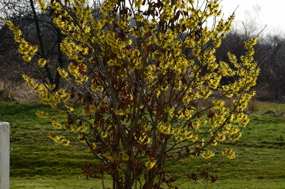 Gorgeous Witchhazel shrub growing in the garden with lovely yellow flowers.