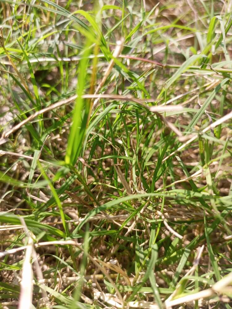 Green Bouteloua dactyloides or buffalo grass growing in the backyard.