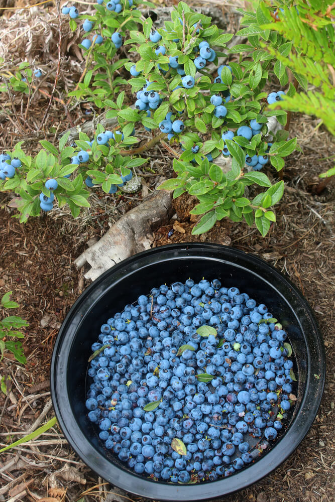 Harvesting delicious and healthy wild blueberries into a black bowl.