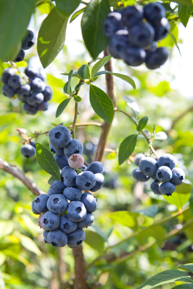 High huckleberry blueberry shrubs growing on an orchard.
