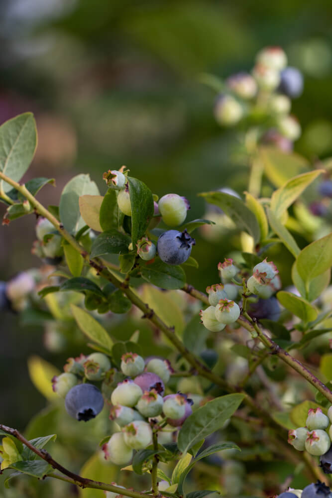 Highbush blueberries growing in the garden.