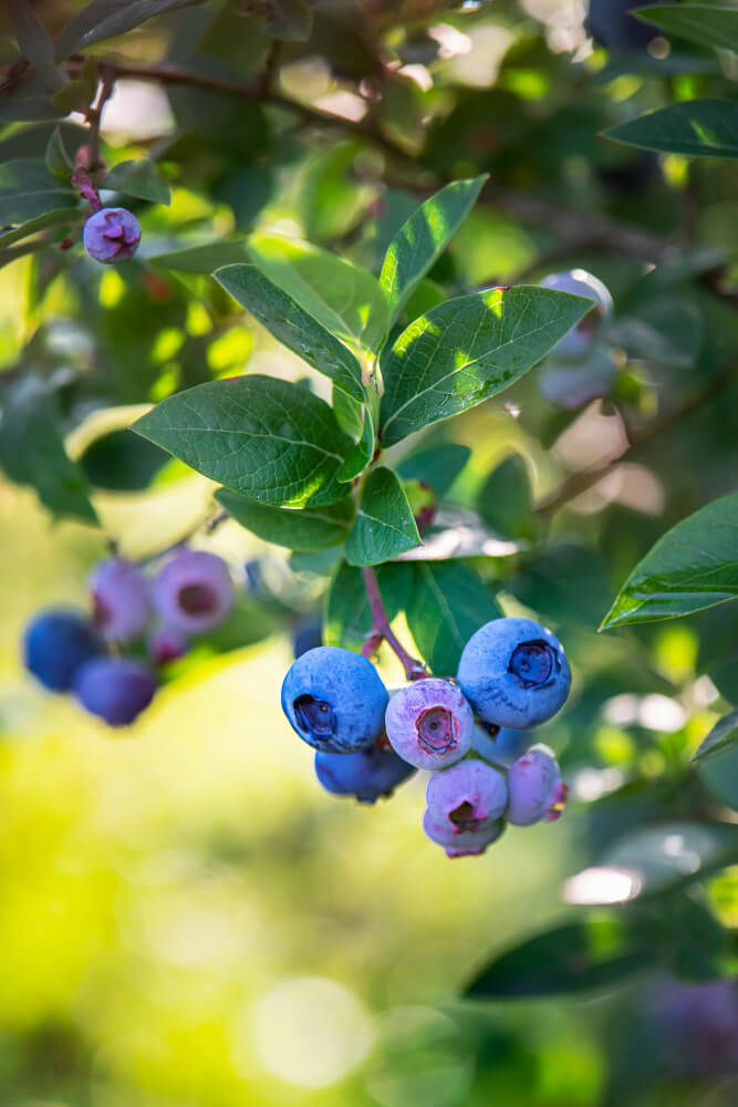 Highbush blueberry shrub growing in the garden.