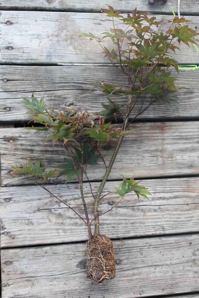 Japanese maple tree cutting with a healthy root ball.