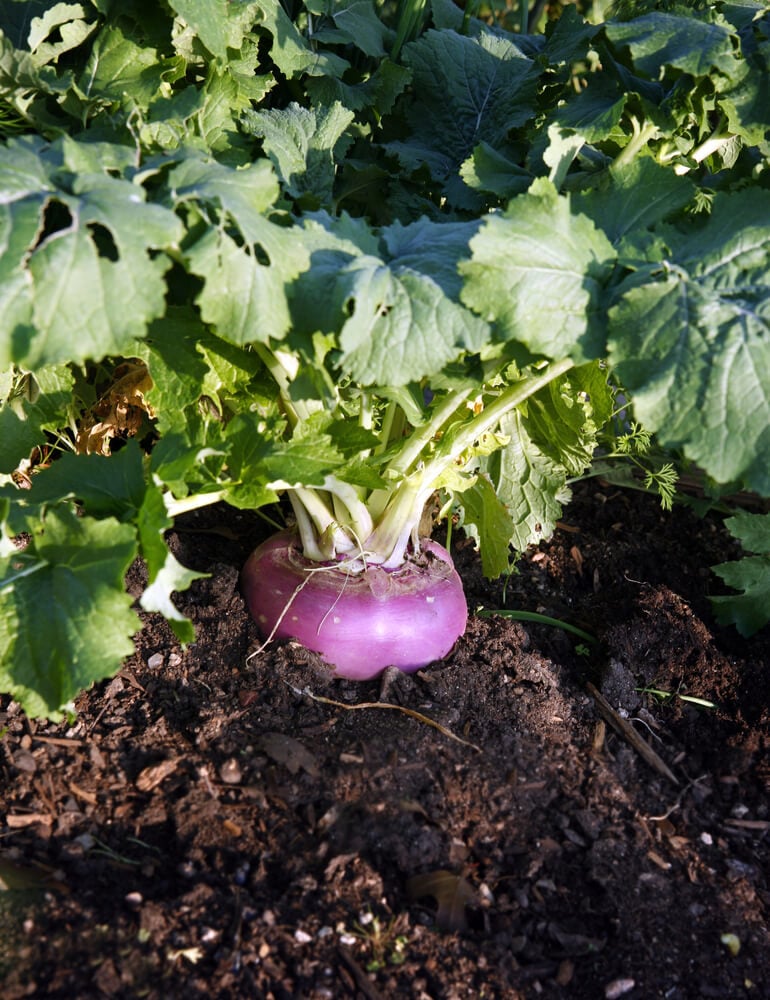 Large organic turnips growing in the garden.